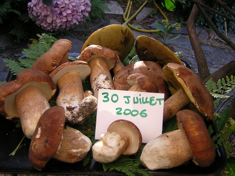 Cèpes de Lozère, cueillette des champignons et dégustation des cèpes à l'auberge de la Patache